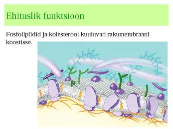 Lipiidid #16