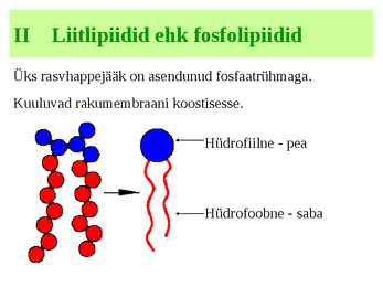 Lipiidid #8