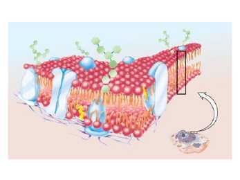 Lipiidid #9