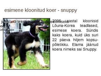 Imetajate kloonimine #13