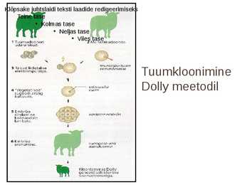 Imetajate kloonimine #6