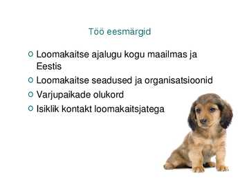 Kodutute loomade varjupaigad eestis #2