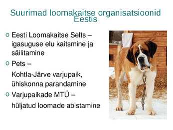 Kodutute loomade varjupaigad eestis #5