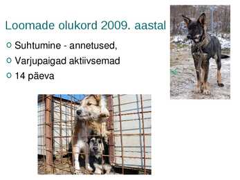 Kodutute loomade varjupaigad eestis #7