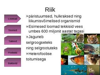 Panda süstemaatiline kuuluvus #2