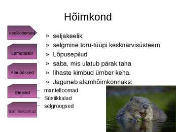Panda süstemaatiline kuuluvus #3