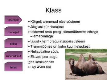 Panda süstemaatiline kuuluvus #4