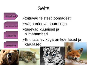 Panda süstemaatiline kuuluvus #5