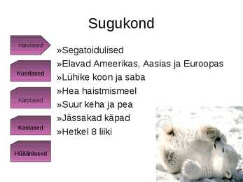 Panda süstemaatiline kuuluvus #6
