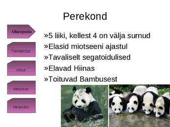 Panda süstemaatiline kuuluvus #7