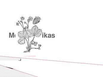 Metsmaasika süstemaatiline jaotus