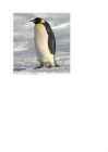 Pingviin #2