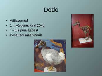 Lennuvõimetud linnud #3
