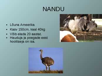 Lennuvõimetud linnud #4