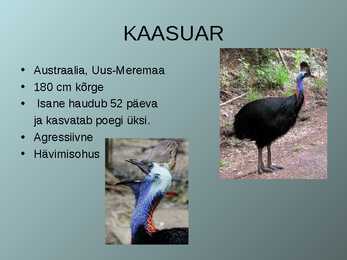 Lennuvõimetud linnud #5