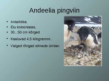 Lennuvõimetud linnud #6