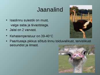 Lennuvõimetud linnud #7