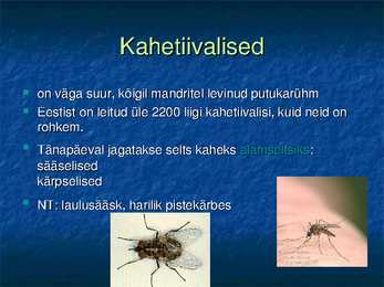 Putukad #5