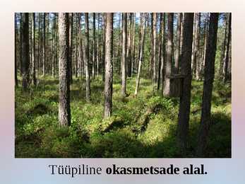 Mullaprotsessid #4