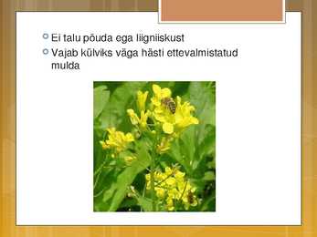 Õlikultuurid #15