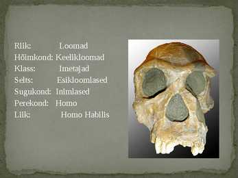 Homo Habilis #3
