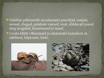 Homo Habilis #7