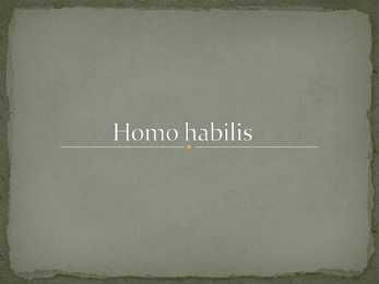 Homo Habilis
