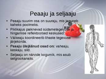 Inimese Närvisüsteem #7