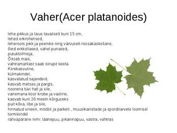 Puud Eestis #2