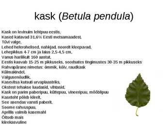 Puud Eestis #3