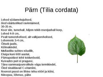 Puud Eestis #4