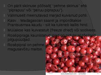 Piprad #10