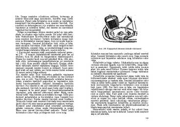 A Palu mootorratta raamat #156