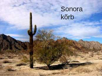 Arizona kõrbed #3