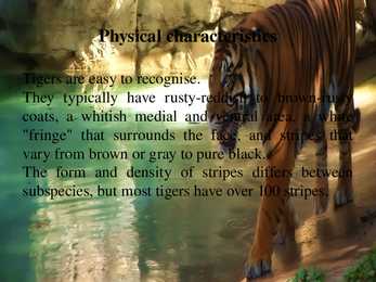 Tiiger #3