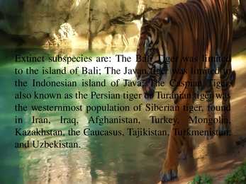 Tiiger #5