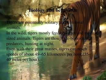 Tiiger #7