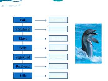 Delfiin #2