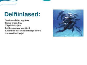 Delfiin #7