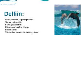 Delfiin #8