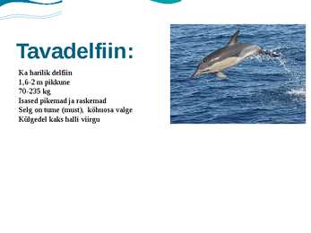 Delfiin #9