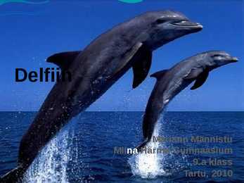 Delfiin