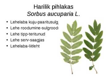 Virtuaalne herbaarium #2