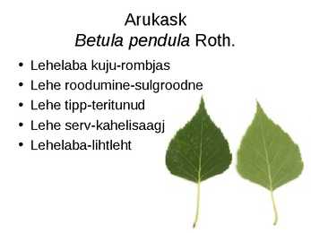 Virtuaalne herbaarium #11
