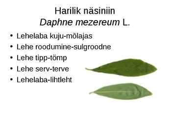 Virtuaalne herbaarium #12