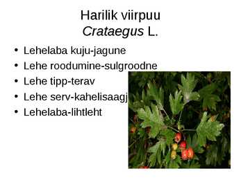 Virtuaalne herbaarium #14