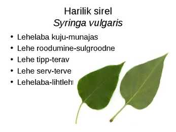 Virtuaalne herbaarium #15