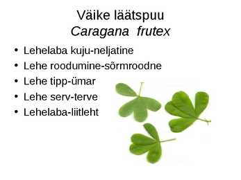 Virtuaalne herbaarium #16