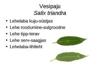 Virtuaalne herbaarium #17
