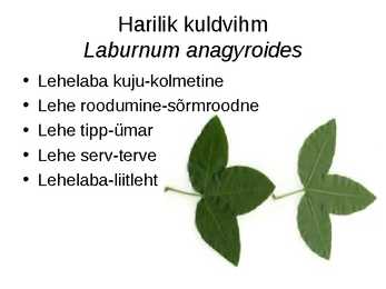 Virtuaalne herbaarium #18
